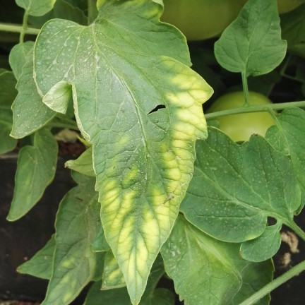 SUM41 Help Plant MG Hořčík na choroby rostlin 20 g Sumin