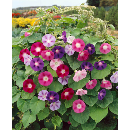 R2757 BAUMWOLLSCHWANZ GEMISCHT 3G BLUMEN SAMEN BAUMWOLLSCHWANZ BLUMEN