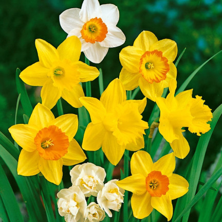 BULB8 NARZISSEN GROSSPACKUNG MIX BLUMENZWIEBELN BLUMENZWIEBELN