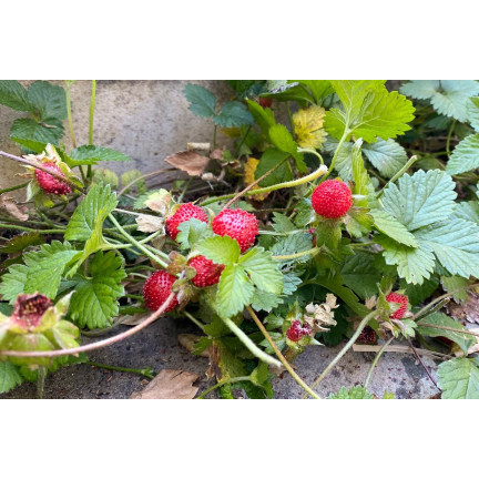 W1181 ERDBEERSAMEN RUGIA FRUCHTBAR SAFTIGE FRUCHT SÜSSESTE 0.2G
