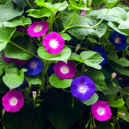 R2757 BAUMWOLLSCHWANZ GEMISCHT 3G BLUMEN SAMEN BAUMWOLLSCHWANZ BLUMEN