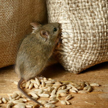 SUM59 SUMIN JED NA MYŠI JED NA KRYSY JED NA OBILOVINY RODENTICID 1KG