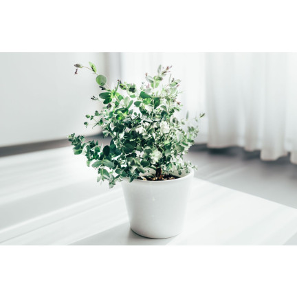 R6083 Toraf 10pcs Eukalyptus richtige Samen Immergrüner Baum Ätherische Öle Sträuße