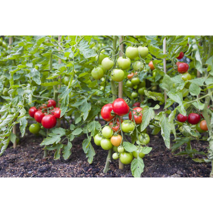 Organic fertilizer for tomatoes, BIO granules, natural, Biovita 3 kg