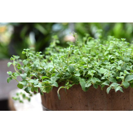 Z3026 OREGANO OREGANO BYLINNÁ SEMENA AROMATICKÁ BYLINA DO KAŽDÉ KUCHYNĚ 0,5G