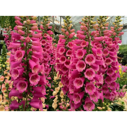 R2184 NAPARSTNICA PURPUROWA MIX dwuletnia nakrapiana Digitalis purpurea