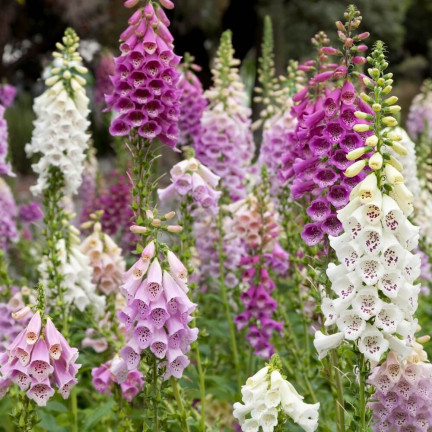 R2184 NAPARSTNICA PURPUROWA MIX dwuletnia nakrapiana Digitalis purpurea