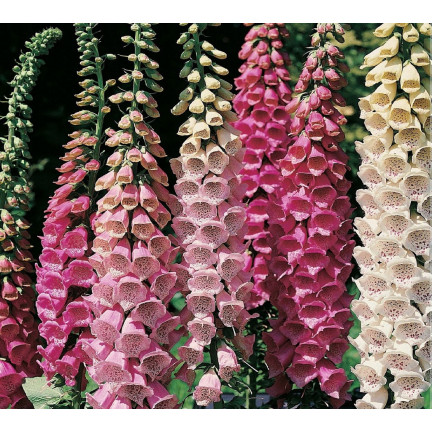 R2184 NAPARSTNICA PURPUROWA MIX dwuletnia nakrapiana Digitalis purpurea