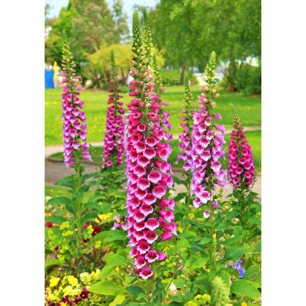 R2184 NAPARSTNICA PURPUROWA MIX dwuletnia nakrapiana Digitalis purpurea