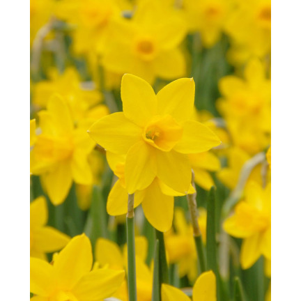 CEB9 NARZISSE NARZISSE SÜSSE BLUMENZWIEBEL BLUMENZWIEBELN