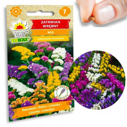 R2528 ROCKSPRING MIX OF UNIQUE COLORS BLUMENSAMEN FÜR TROCKENSTRÄUSSE