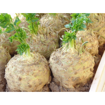 Albin Celery Root, Celery Seeds, Toraf 0.5 g
