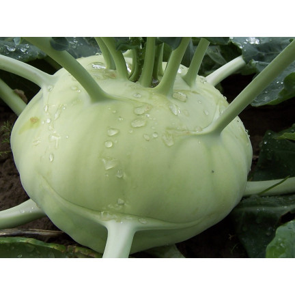 W1075 Giant kohlrabi seeds, white flesh, tasty, non-woody, high yield, plenty of flesh1G