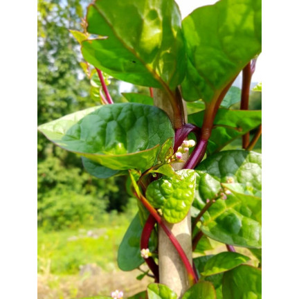 W1284 SZPINAK MALABARSKI PNĄCY jadalny ozdobny leczniczy chrupiący