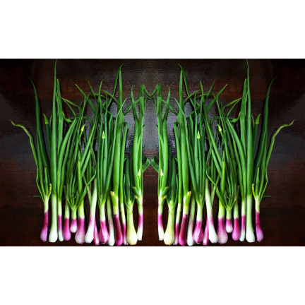 W1023: Seven-year-old perennial onion, frost-resistant, tubular leaves, 'Red Toga'