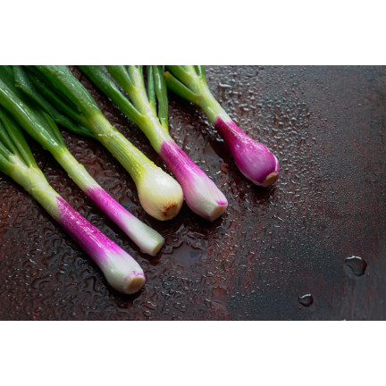 W1023: Seven-year-old perennial onion, frost-resistant, tubular leaves, 'Red Toga'