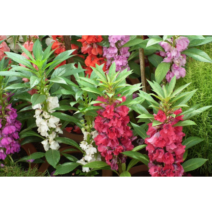 R1132 BALSAMIN KAMELIE ZWERG SAMEN BETT TOPF PASTELL BLUMEN