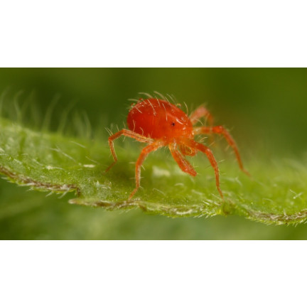 SUM45 INSEKTIZID ORTUS 05 SC 15ML FÜR SPINNMILBENBESPRÜHUNG