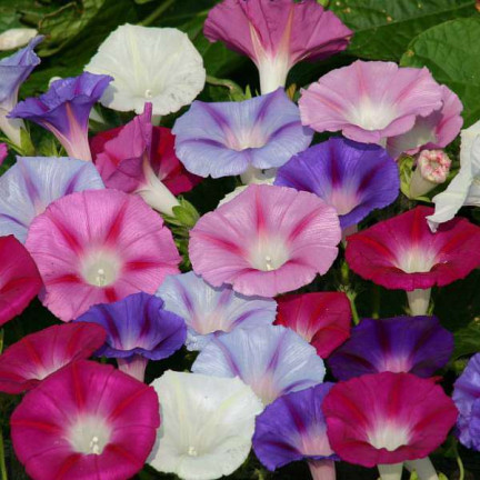 R2757 BAUMWOLLSCHWANZ GEMISCHT 3G BLUMEN SAMEN BAUMWOLLSCHWANZ BLUMEN