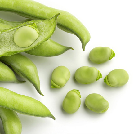 W1006 SEMENA WINDSORSKÝ BÍLÝ BOB STŘEDNĚ RANÝ VELMI PLODNÝ 50G