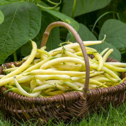 W3587 ZELENÉ FAZOLKY TIC 10G SEMÍNKA FAZOLÍ NECKARGOLD ŽLUTÁ