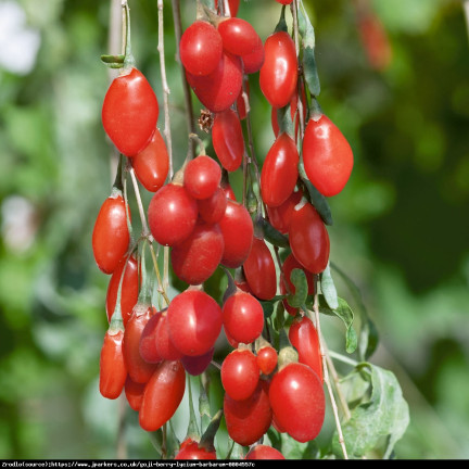 R2123 GOJI BERRIES frosthart scharlachrot gesunde Früchte dornig