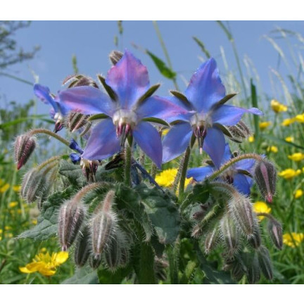 Z3025 Annual borage, cucumber scent, vitamin C, manganese, Borago officinalis, 2 g
