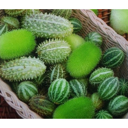 R2190 OGÓREK OZDOBNY MIX KOLCE EGZOTYCZNE DŁUGIE PĘDY TARAS BALKON CUCUMIS SP.