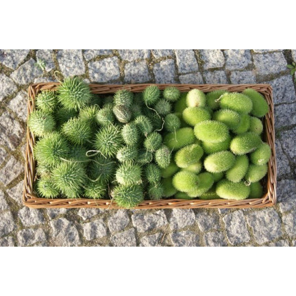 R2190 OGÓREK OZDOBNY MIX KOLCE EGZOTYCZNE DŁUGIE PĘDY TARAS BALKON CUCUMIS SP.