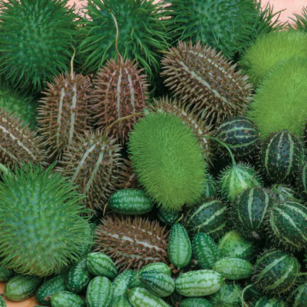 R2190 OGÓREK OZDOBNY MIX KOLCE EGZOTYCZNE DŁUGIE PĘDY TARAS BALKON CUCUMIS SP.