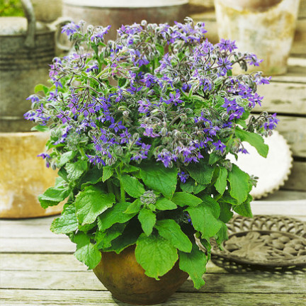 Z3025 Annual borage, cucumber scent, vitamin C, manganese, Borago officinalis, 2 g