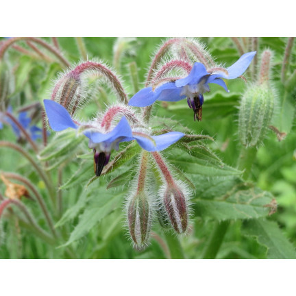 Z3025 Annual borage, cucumber scent, vitamin C, manganese, Borago officinalis, 2 g