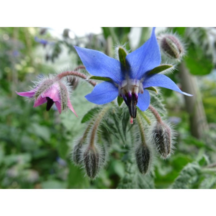 Z3025 Annual borage, cucumber scent, vitamin C, manganese, Borago officinalis, 2 g