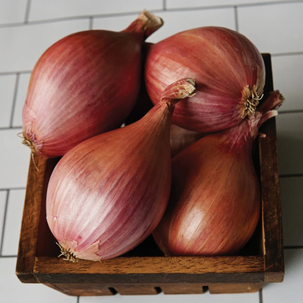 Shallots (Conservor F1), Allium cepa L., onion seeds, 20 pcs.