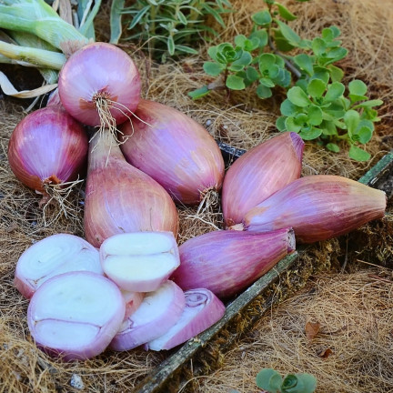 Shallots (Conservor F1), Allium cepa L., onion seeds, 20 pcs.