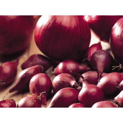 W1258 RED BARON RED CILIZON SEED für Salate 3G