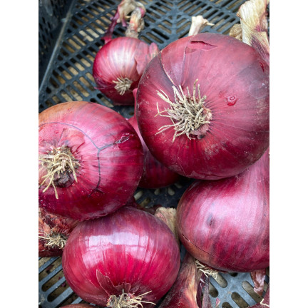 W1258 RED BARON RED CILIZON SEED für Salate 3G