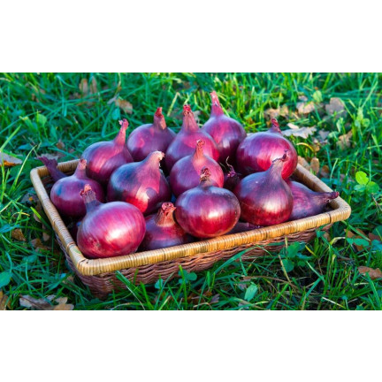 W1258 RED BARON RED CILIZON SEED für Salate 3G
