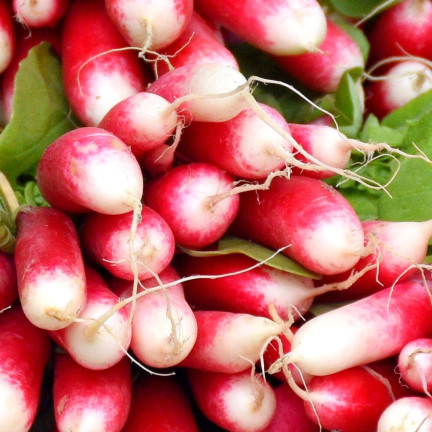 W1296 18 TAGE FRÜH WACHSENDE GEMÜSESAMEN 5G