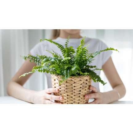 Zemina pro kapradiny, rostlinný substrát obohacený hnojivem, optimální složení, dobré proudění vzduchu, Biovita 5l