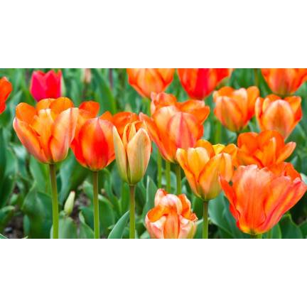 CEB13 TULIPAN CEBULKI TULIPANÓW CEBULKA KWIATÓW POMARAŃCZOWE 