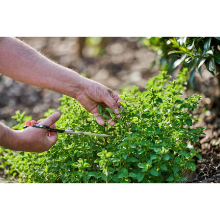 Z3026 OREGANO OREGANO BYLINNÁ SEMENA AROMATICKÁ BYLINA DO KAŽDÉ KUCHYNĚ 0,5G