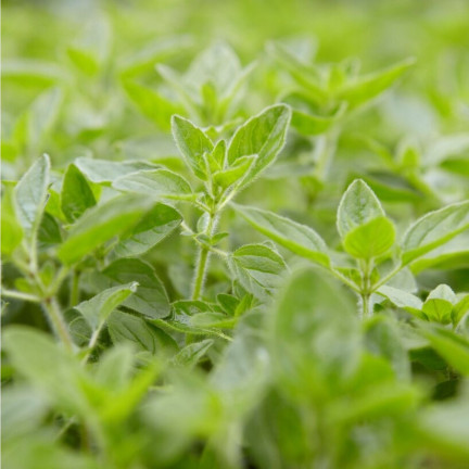Z3026 OREGANO OREGANO BYLINNÁ SEMENA AROMATICKÁ BYLINA DO KAŽDÉ KUCHYNĚ 0,5G