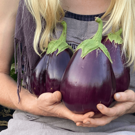 W1003 SEMENA LILKU BLACK BEAUTY PURPLE PEAR OF LOVE 1G
