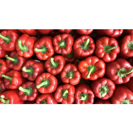 W1135 KALIFORNIEN WUNDER ROTE SÜSSE SALATPAPRIKA SAMEN 0.5G