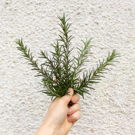 Z3028 ROZMARÝN AROMATICKÁ BYLINA SEMENA TRVALKA 0,1G