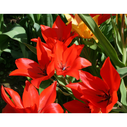 CEB6 TULIP PRAESTANS ZWANENBURG VAR BLUMENZWIEBEL 50 STÜCK.
