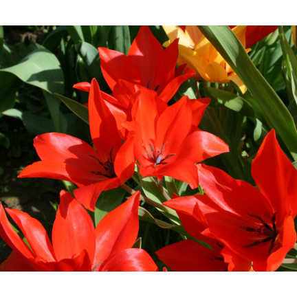 CEB6 TULIP PRAESTANS ZWANENBURG VAR BLUMENZWIEBEL 50 STÜCK.