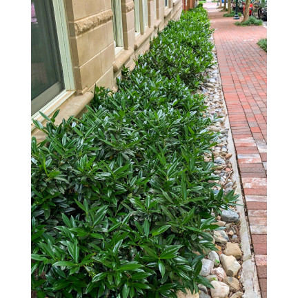 SUM76 Fertilizer for cherry laurel, multi-component fertilizer for shrubs and hedges, 1 kg