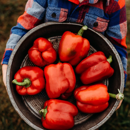 W1135 KALIFORNIEN WUNDER ROTE SÜSSE SALATPAPRIKA SAMEN 0.5G